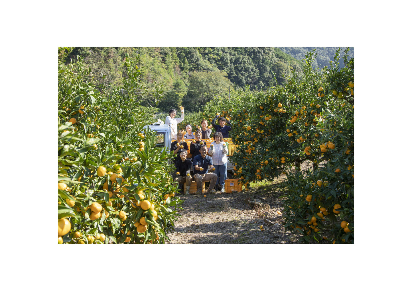 【ご家庭用】かきうち農園のカラマンダリン 2.5kg(M~3L混合)