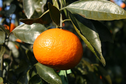 【ご家庭用】かきうち農園のカラマンダリン　2.5ｋｇ（Ｍ～3L混合）